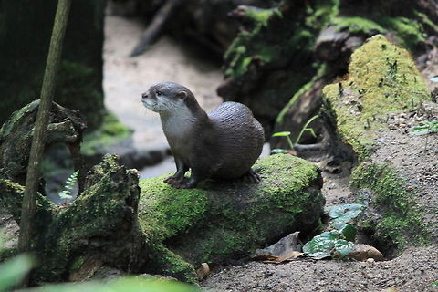 Curious Otter An otter out of the water looking around. Aonyx cinerea,Oriental small-clawed otter,Otter