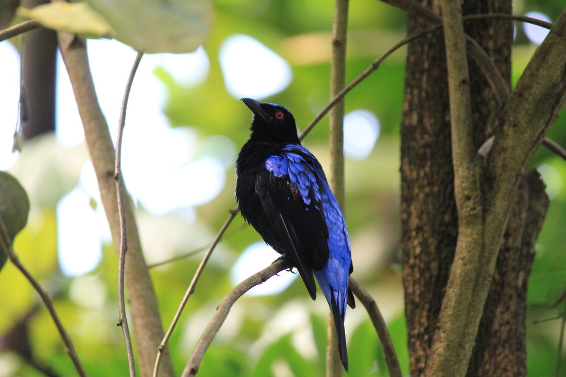 Asian Fairy-bluebird Sparrow-like bird with blue toned feathers. Asian Fairy-bluebird,Birds,Irena puella