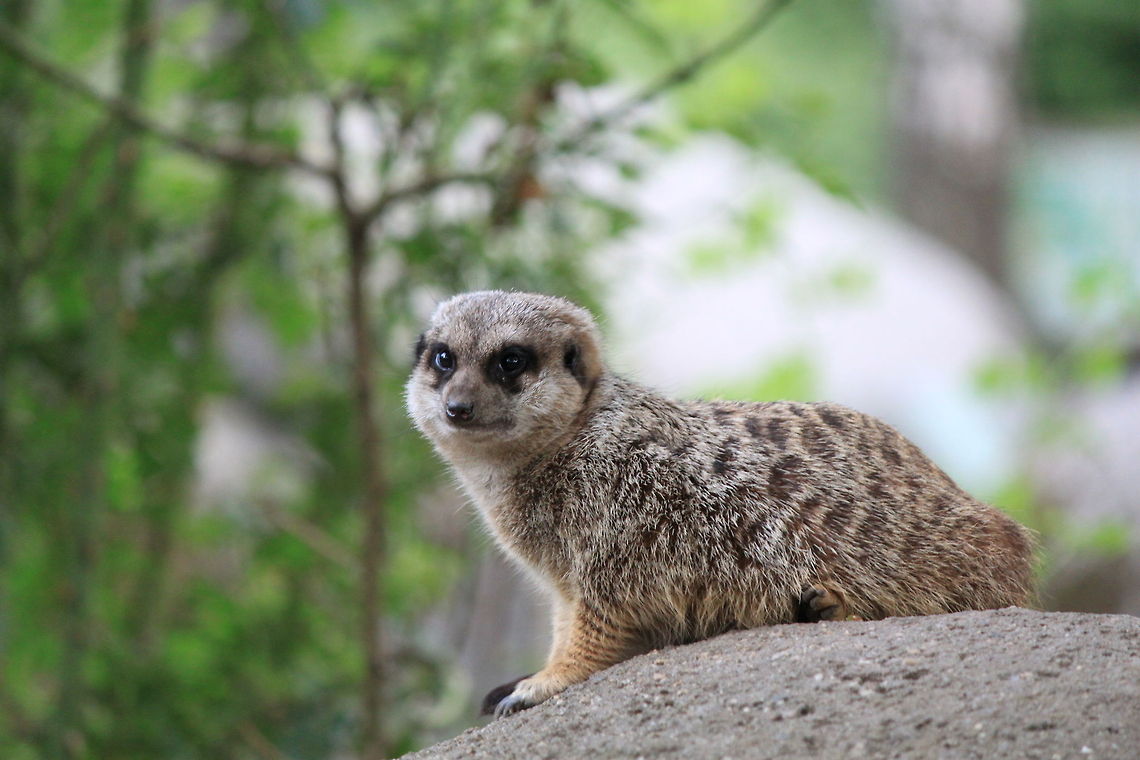 Meerkat sideview Curious as always this meerkat surveys its environment for danger and food. Mammals,Meerkat,Suricata suricatta