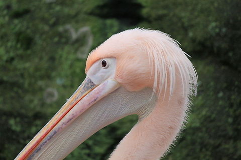 Orange Pink Pelican closeup Head detail of a large Pelican with pink feathers. Great White Pelican,Pelecanus onocrotalus,Pelican