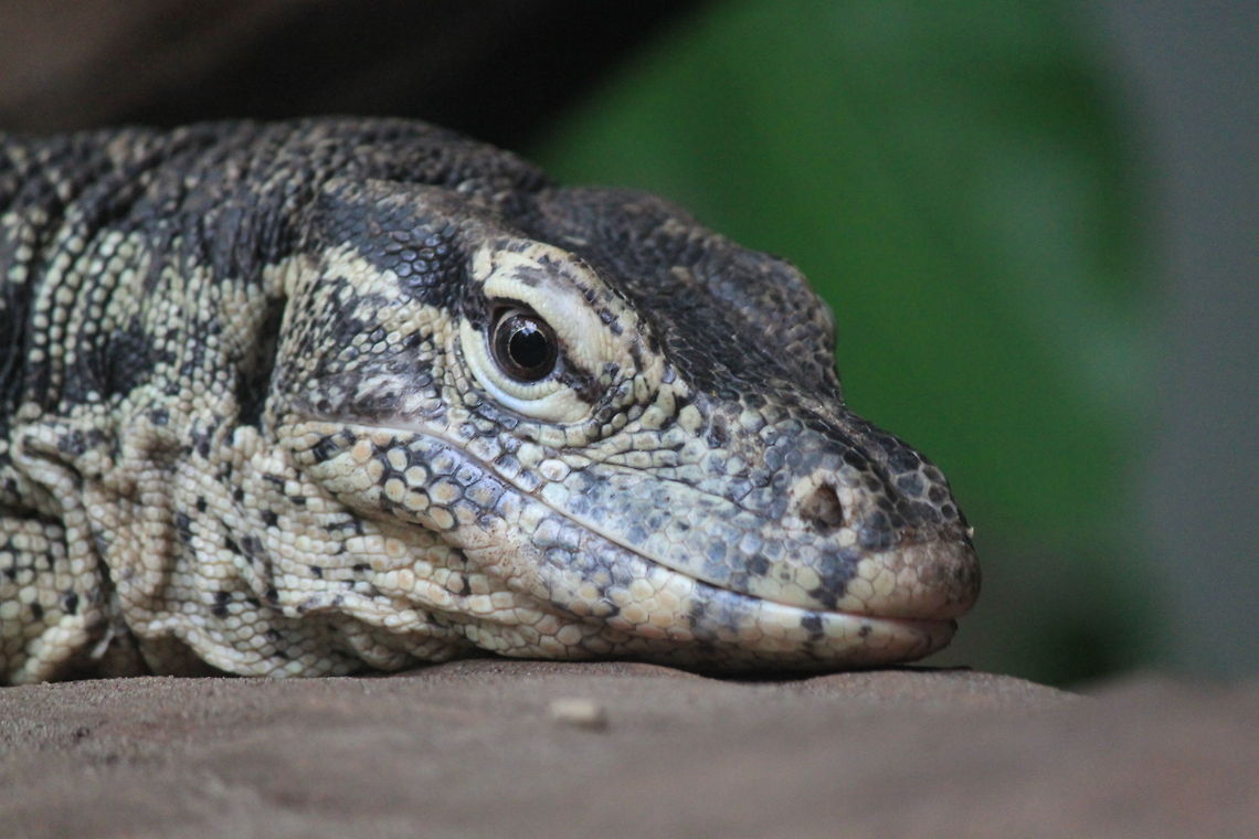Dragon  Reptiles