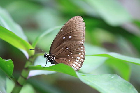 Brown butterfly closeup A black butterfly with large brown wings sits on a green plant. Butterfly,Closeup,Common Crow,Euploea core,Insects,Rhopalocera