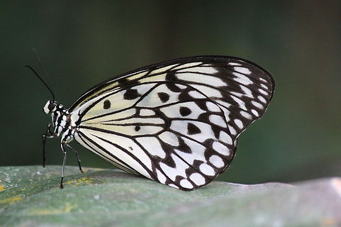 Black and white butterfly closeup Detailed sideview of a black and white butterfly with incredibly large wings. Butterfly,Idea leuconoe,Insects,Paper Kite,Rhopalocera
