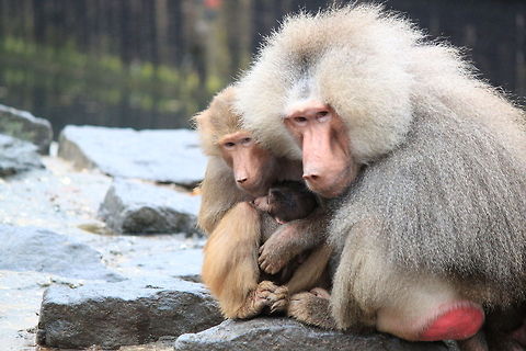 Young and old Baboon Young and old Baboon warm each other in a cold environment. Hamadryas baboon,Mammalia,Monkeys,Papio hamadryas