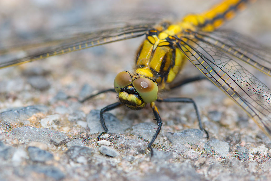 Vagrant Darter - front view, Heesch, Netherlands  Geotagged,Netherlands,Spring,Sympetrum vulgatum,Vagrant Darter