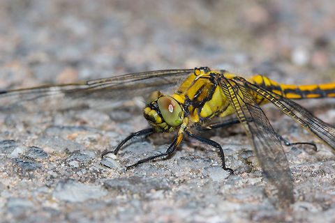 Vagrant Darter - side view, Heesch, Netherlands  Geotagged,Netherlands,Spring,Sympetrum vulgatum,Vagrant Darter