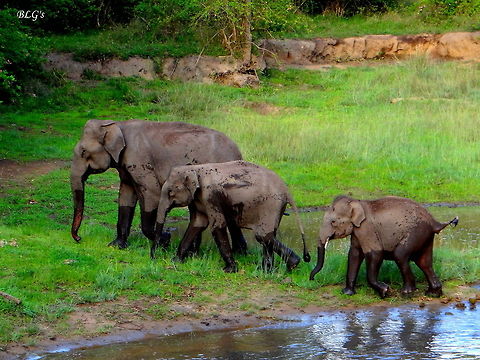Mom and Kids Taken at Bandipur Safari India. Elephas maximus indicus,Geotagged,India,Indian Elephant