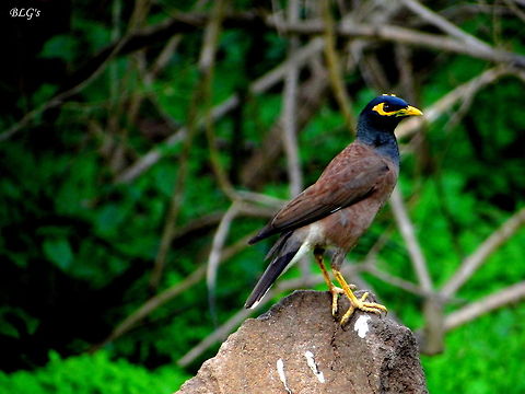 Common myna on rock  Geotagged,India