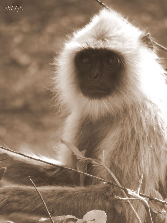 Southern plains gray langur (sepia)  Geotagged,India,Semnopithecus dussumieri,Southern plains gray langur