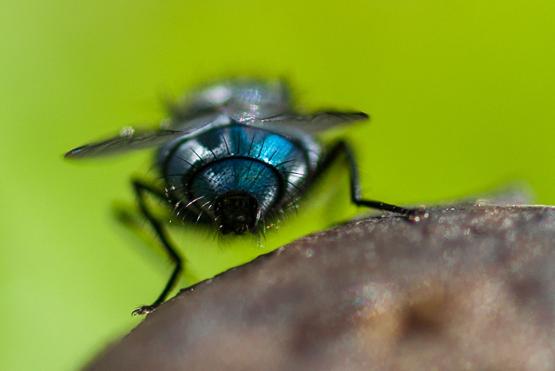 Fly on Poo, rear view It is difficult to see the beauty &amp; colour of common flies until you look through a macro lens! fly,fox poo,garden,insect,macro,portrait,rear view,wildlife