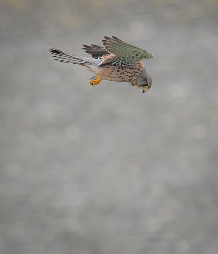 Kestrel hunting in town In the background is a roof in the town of St. Ives, Cornwall, UK. Common Kestrel,Falco tinnunculus,Hovering,bird,flying,hunting,kestrel,st ives cornwall,wildlife