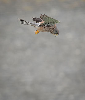 Kestrel hunting in town In the background is a roof in the town of St. Ives, Cornwall, UK. Common Kestrel,Falco tinnunculus,Hovering,bird,flying,hunting,kestrel,st ives cornwall,wildlife