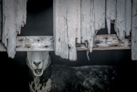Sheep in a shed I inadvertently disturbed this sheep that had been sheltering the night in a shed in the Lake District. The knots in the piece of wood that is hiding the sheep's upper face caught my eye!  Cumbria,Domestic sheep,Ovis aries,sheep,wildlife