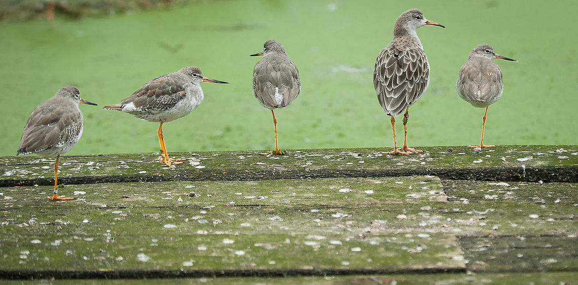 Five Redshank standing Taken at Slimbridge wetland centre, UK Common redshank,Redshanks,Slimbridge,Tringa totanus,birds,portrait,standing,wildlife