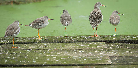 Five Redshank standing Taken at Slimbridge wetland centre, UK Common redshank,Redshanks,Slimbridge,Tringa totanus,birds,portrait,standing,wildlife