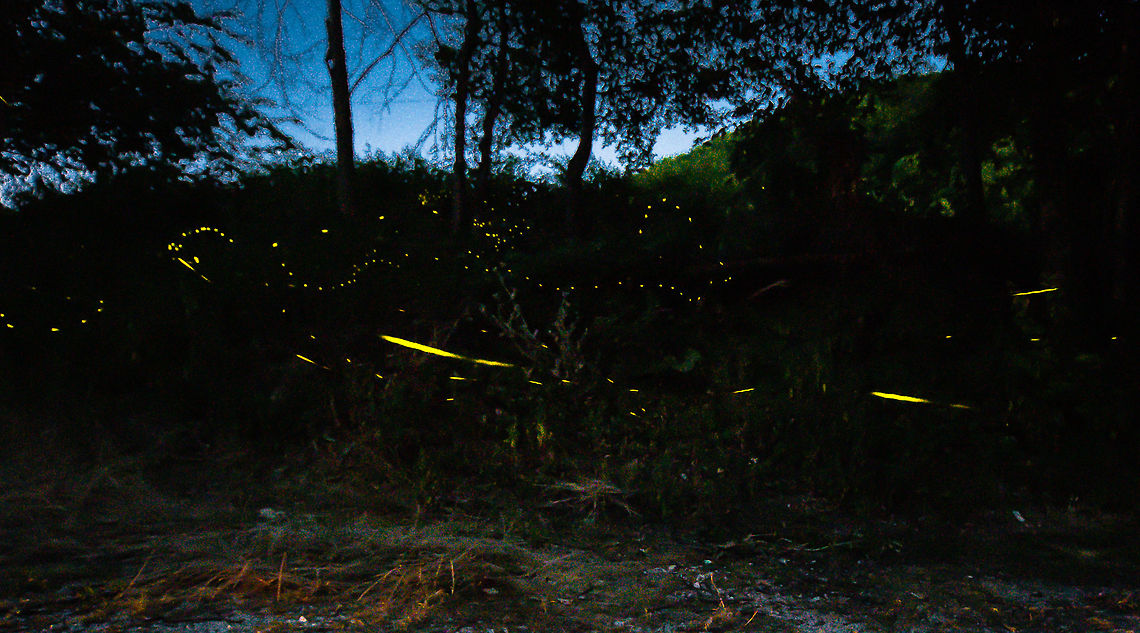 Fire flies at dusk Sibillini national park, Italy. Photographing moving flashing lights was a unique experience for me! Fire flies,Geotagged,Italy,insects,italy,night,wildlife
