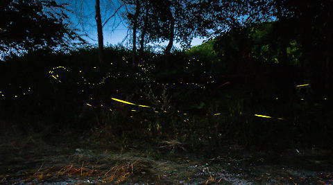 Fire flies at dusk Sibillini national park, Italy. Photographing moving flashing lights was a unique experience for me! Fire flies,Geotagged,Italy,insects,italy,night,wildlife