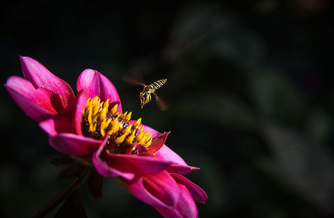 Hover-fly approaching Dahlia  Geotagged,Hover-fly,Melangyna viridiceps,Sphaerophoria scripta,United Kingdom,dahlia,flowers,garden,macro,wildlife