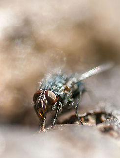Fly on Poo 2 Taken in my Bristol garden Bristol,Sarcophaga carnaria,feeding,fly,fox poo,garden,insect,macro,wildlife