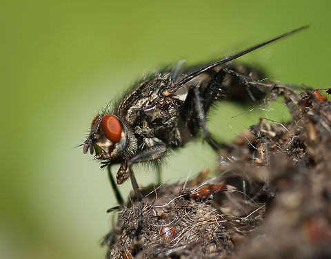 Fly on Poo Taken in my Bristol garden Bristol,Sarcophaga carnaria,fly,fox poo,garden,insect,macro,wildlife