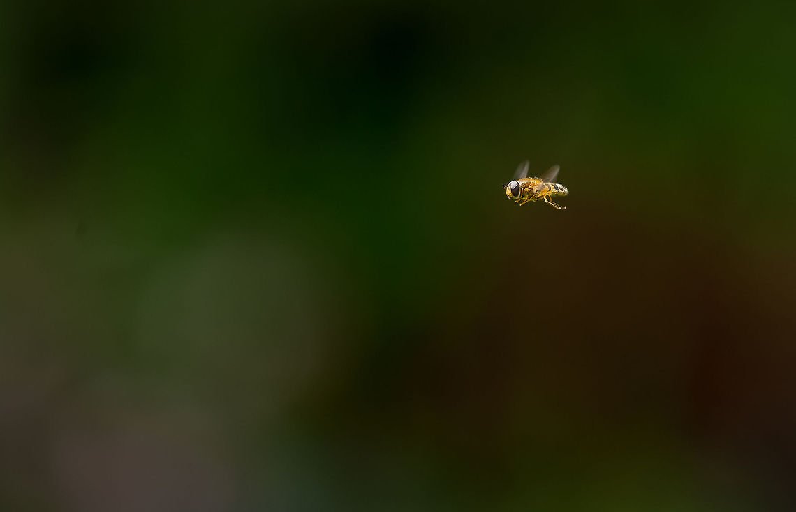 Hover-fly flying Taken in my Bristol garden Bristol,Hover-fly,flying,garden,in-flight,wildlife