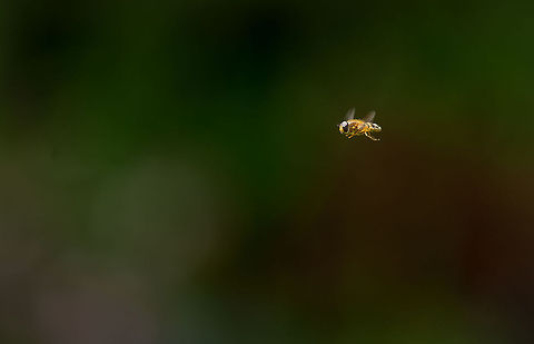 Hover-fly flying Taken in my Bristol garden Bristol,Hover-fly,flying,garden,in-flight,wildlife