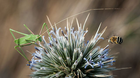 Cricket & bee Mani pennisular, Greece

Female Acrometopa sp.? Cricket,Greece,bumblebee,flowers,flying,in flight,insect,macro,wildlife
