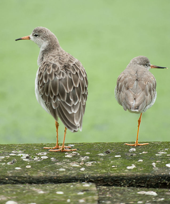 Two Redshank standing  Common redshank,Redshanks,Slimbridge,Tringa totanus,birds,portrait,standing,wildlife