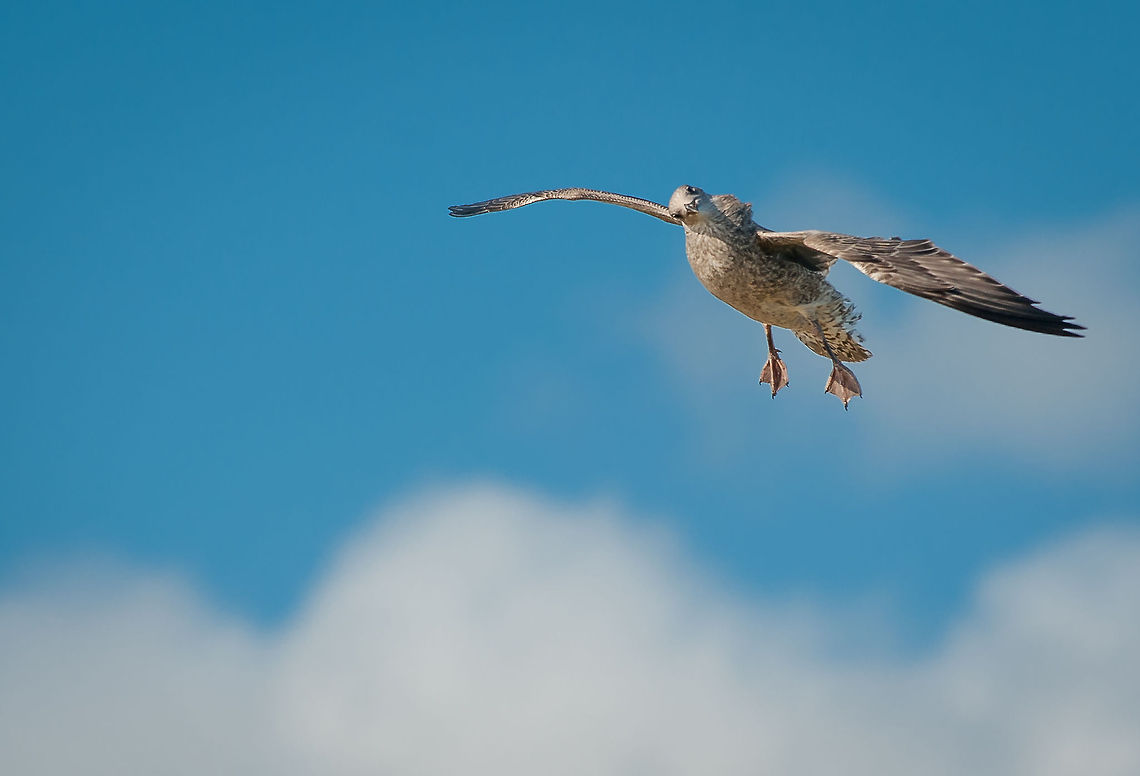 Young gull practicing flying technique Cornwall cliffs, UK bird,chick,cornwall,flying,gull,in-flight,wildlife,young