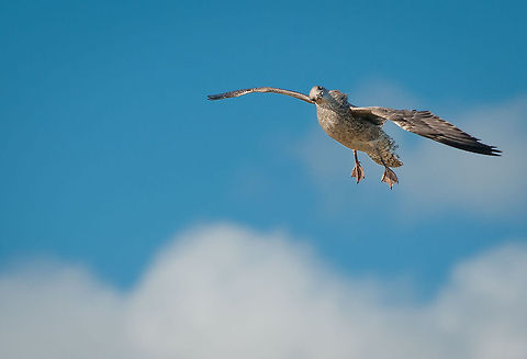 Young gull practicing flying technique Cornwall cliffs, UK bird,chick,cornwall,flying,gull,in-flight,wildlife,young