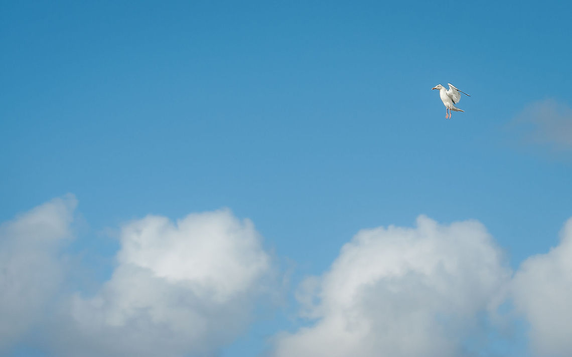 'Angel' Gull Taken in high wind on Cornwall cliffs, UK bird,cornwall,flying,gull,in-flight,wildlife