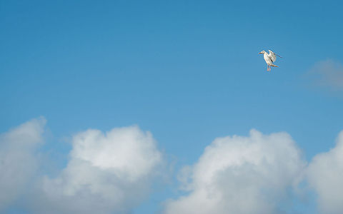 'Angel' Gull Taken in high wind on Cornwall cliffs, UK bird,cornwall,flying,gull,in-flight,wildlife