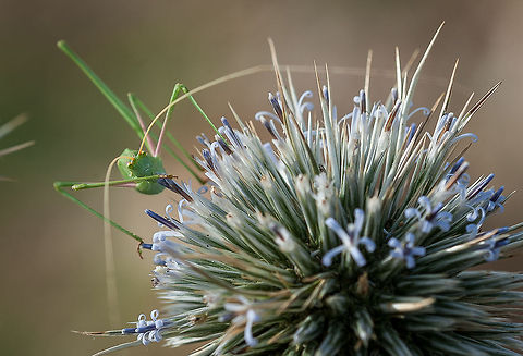 Cricket on spiky flower Female Acrometopa sp.? Cricket,Greece,flowers,insect,macro,wildlife