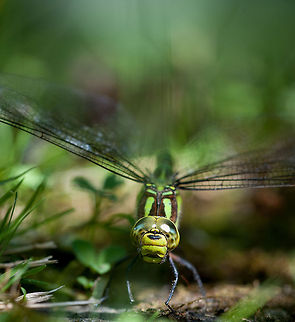 Dragonfly standing Taken in my garden in the heart of city  Bristol,Geotagged,United Kingdom,aeshnidae,animalia,anisoptera,dragonfly,garden,insect,insecta,macro,odonata,wildlife