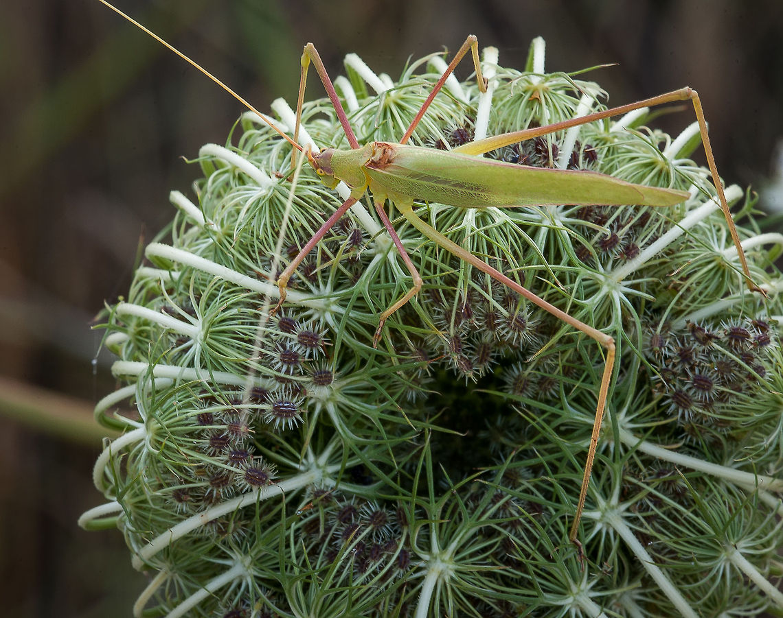 Cricket on unfurled flowerhead Taken early morning on Mani peninsular, Greece<br />
<br />
Male Acrometopa sp. Cricket,Geotagged,Greece,flowers,insect,macro,wildlife