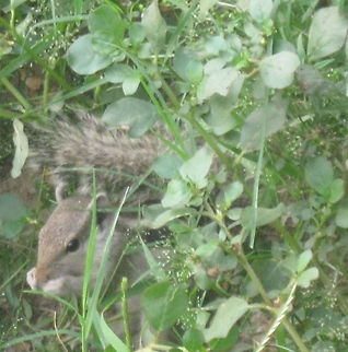 Squirrel_in_Lucknow  Funambulus palmarum,Geotagged,India,Indian palm squirrel