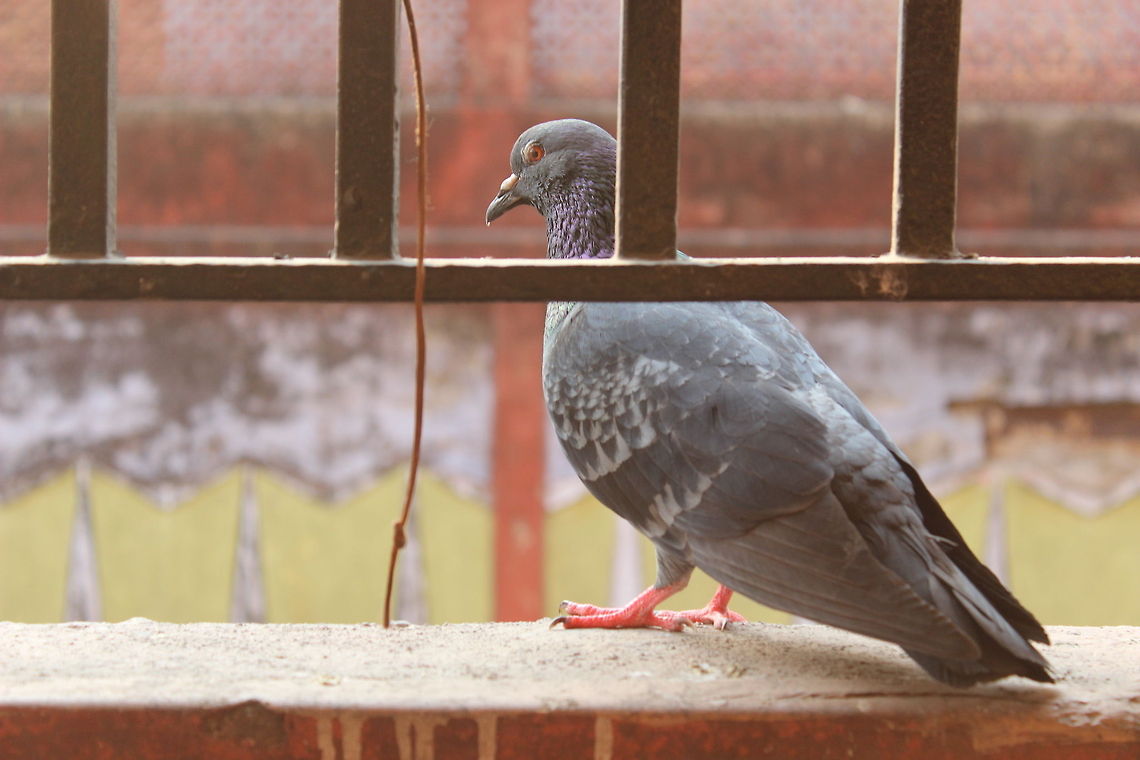 Feral Pigeon in Kolkata A male adult feral pigeon sits on a balcony ledge, staring ahead in the afternoon, as a thread hangs next to him. Columba livia,Geotagged,India,Rock Dove