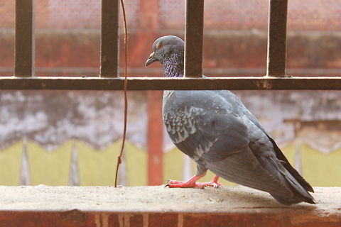 Feral Pigeon in Kolkata A male adult feral pigeon sits on a balcony ledge, staring ahead in the afternoon, as a thread hangs next to him. Columba livia,Geotagged,India,Rock Dove