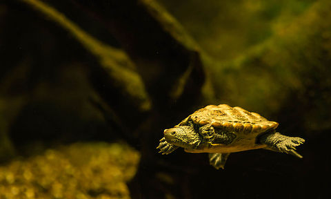 Flying Ninja Turtle... well, sort of This picture was taken during a weekend trip to the zoo here in Denver, Colorado. Looking at this picture, I can imagine the turtle being in flight rather than swimming in a tank. I hope you like it as much as I do. Malaclemys terrapin,diamondback terrapin