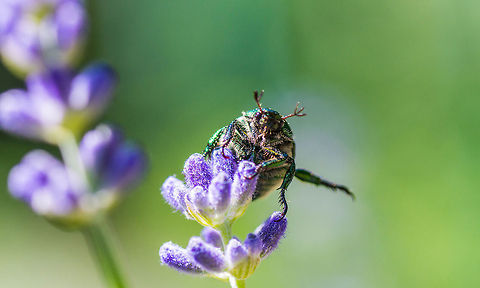 "Right!" Been dabbling around with macro photography recently and this is one of the first photos I've taken. The picture was taken a trip to a local zoo. I hope you like it. Geotagged,Green shield bug,United States,macro
