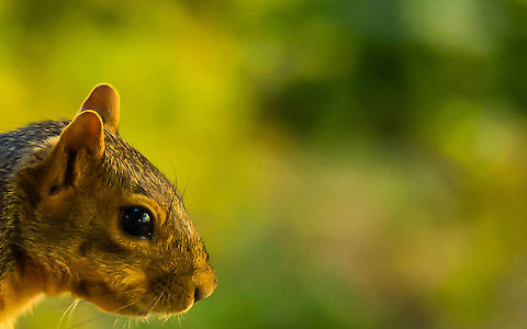 Squirrel Shot this picture of a squirrel during one my evening walks in the neighborhood. Tried to get a different perspective of how one would look at a squirrel. I hope you like it. American red squirrel,Tamiasciurus hudsonicus