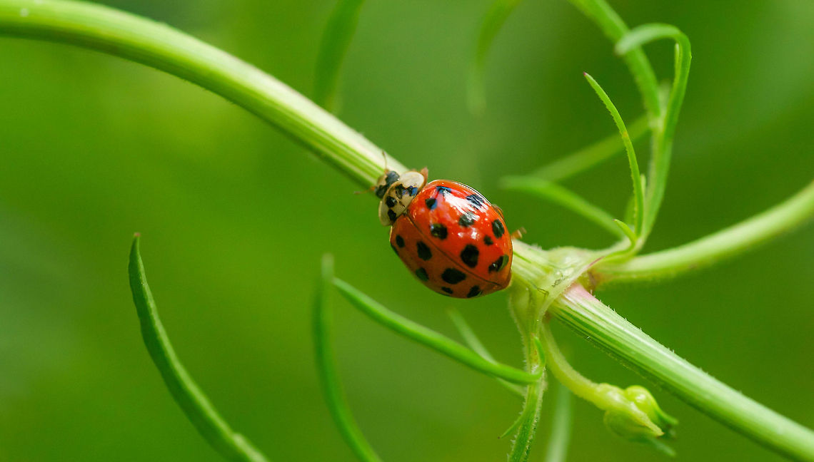 The Beetle(s) Shot this guy while I was looking for bug shots in a neighborhood park. Harlequin ladybird,Harmonia axyridis,beetle