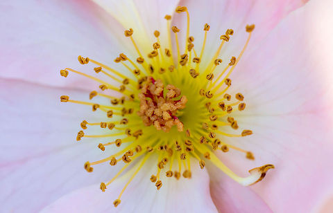 What lies underneath... A macro attempt at bringing out the details housed within a flower (whose specie I can't seem to identify).  flower,macro