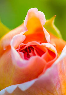 Luminescent Taken at the local Denver zoo... the fact this rose flower was so well lit under the evening sunlight that it almost seemed to be emanating light off its body... hence the title, luminescent. I hope you like it.