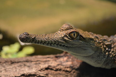 DSC_0418  Crocodylus johnsoni,Freshwater Crocodile