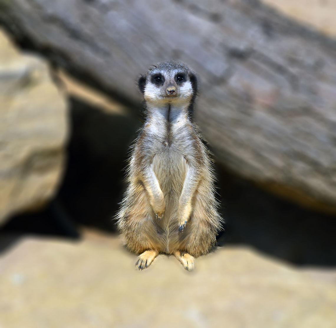 DSC_0376  Meerkat,Suricata suricatta