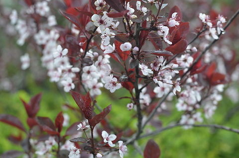 The beauty just outside of a concrete jungle  Canada,Geotagged,Leptospermum scoparium