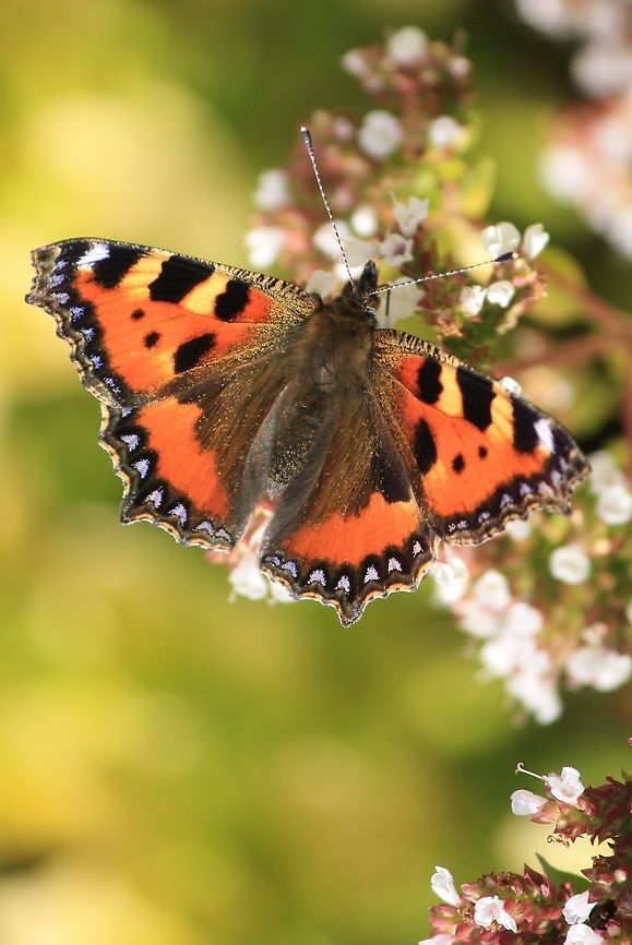 Small Tortoiseshell Butterfly feeds on Oregano  Aglais urticae,Geotagged,Ireland,Painted Lady,Small Tortoiseshell,Vanessa cardui