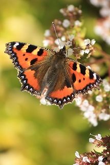 Small Tortoiseshell Butterfly feeds on Oregano  Aglais urticae,Geotagged,Ireland,Painted Lady,Small Tortoiseshell,Vanessa cardui