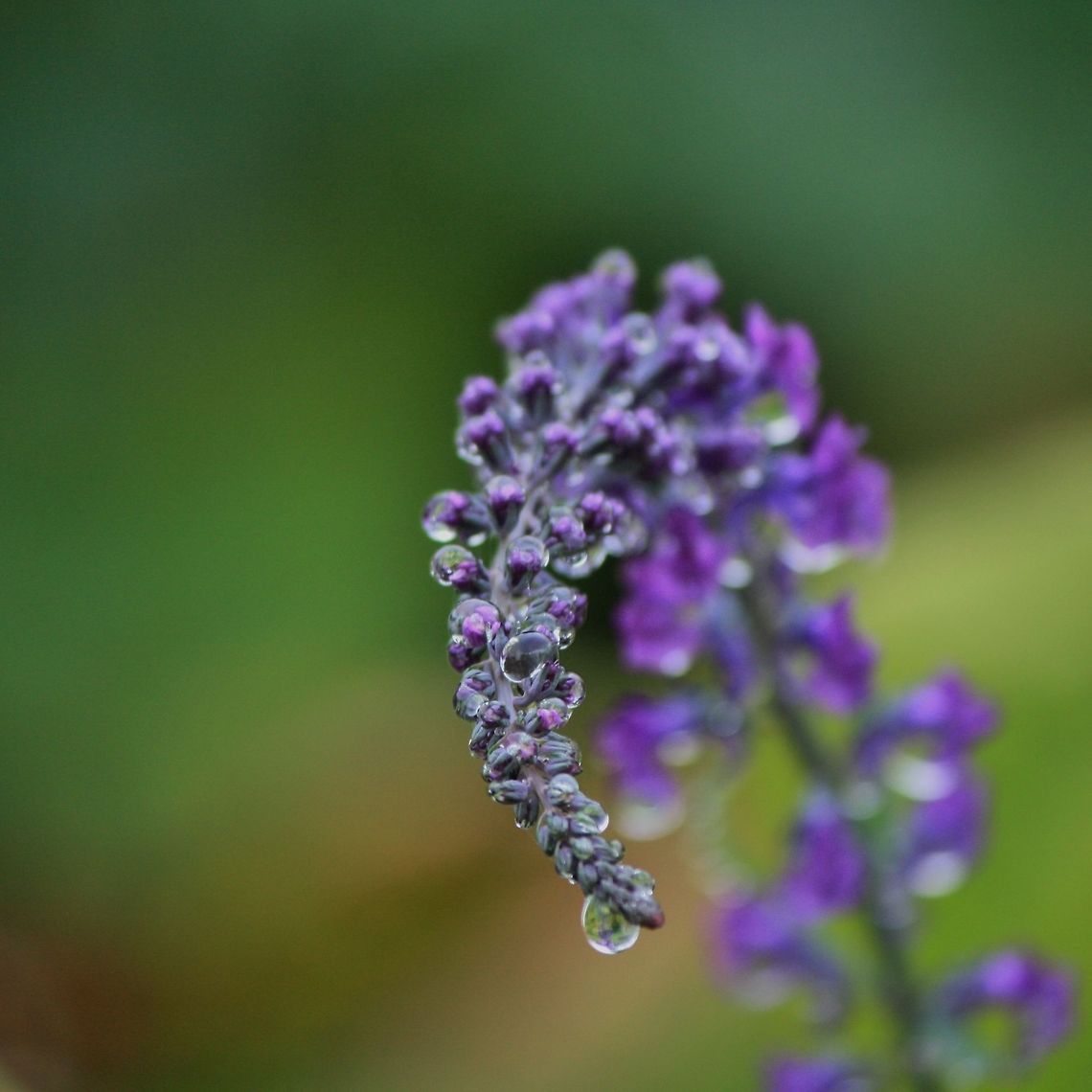Blue vervain dripping with rain  Drop,Flowers,Purple,Rain,Verbena hastata